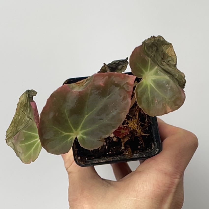 Photo of the plant species Ryans Form by @SpasticMatter named Marilyn on Greg, the plant care app