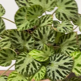 Photo of the plant species Begonia 'Silver Jewel' by @SpasticMatter named Bigleef Smalls on Greg, the plant care app