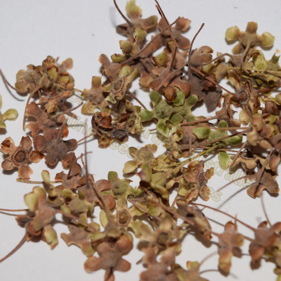 Photo of the plant species Lemon Myrtle by @Lemonmyrtle named Hugh on Greg, the plant care app