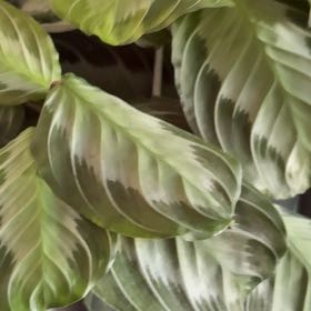 Photo of the plant species Maranta by @VipChinotto96 named Athena on Greg, the plant care app
