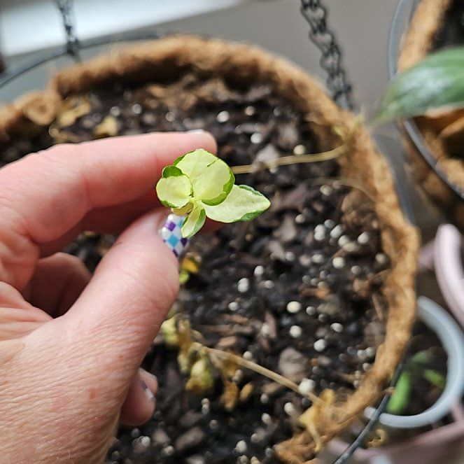 Photo of the plant species Oland Blue Periwinkle by @LushSweetmint67 named Oscar on Greg, the plant care app