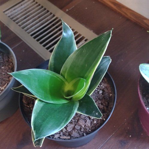 Photo of the plant species Emerald Star Snake Plant by @DearHemlock68 named Star on Greg, the plant care app