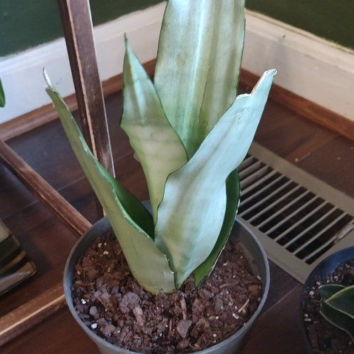 Photo of the plant species moonshine snake plant by @DearHemlock68 named Mulan on Greg, the plant care app