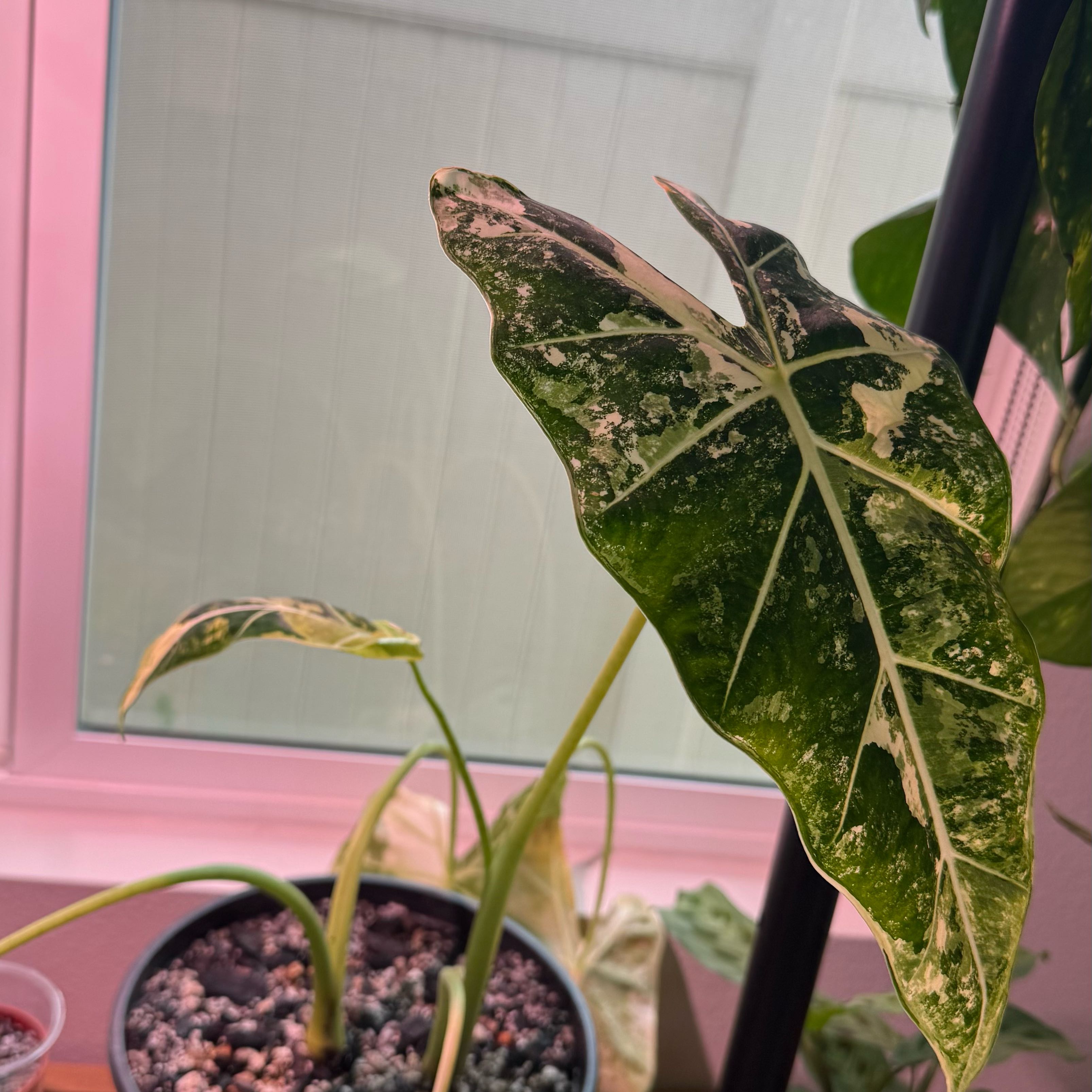 Photo of the plant species Alocasia Frydek by @kimmymeza named Shakira on Greg, the plant care app