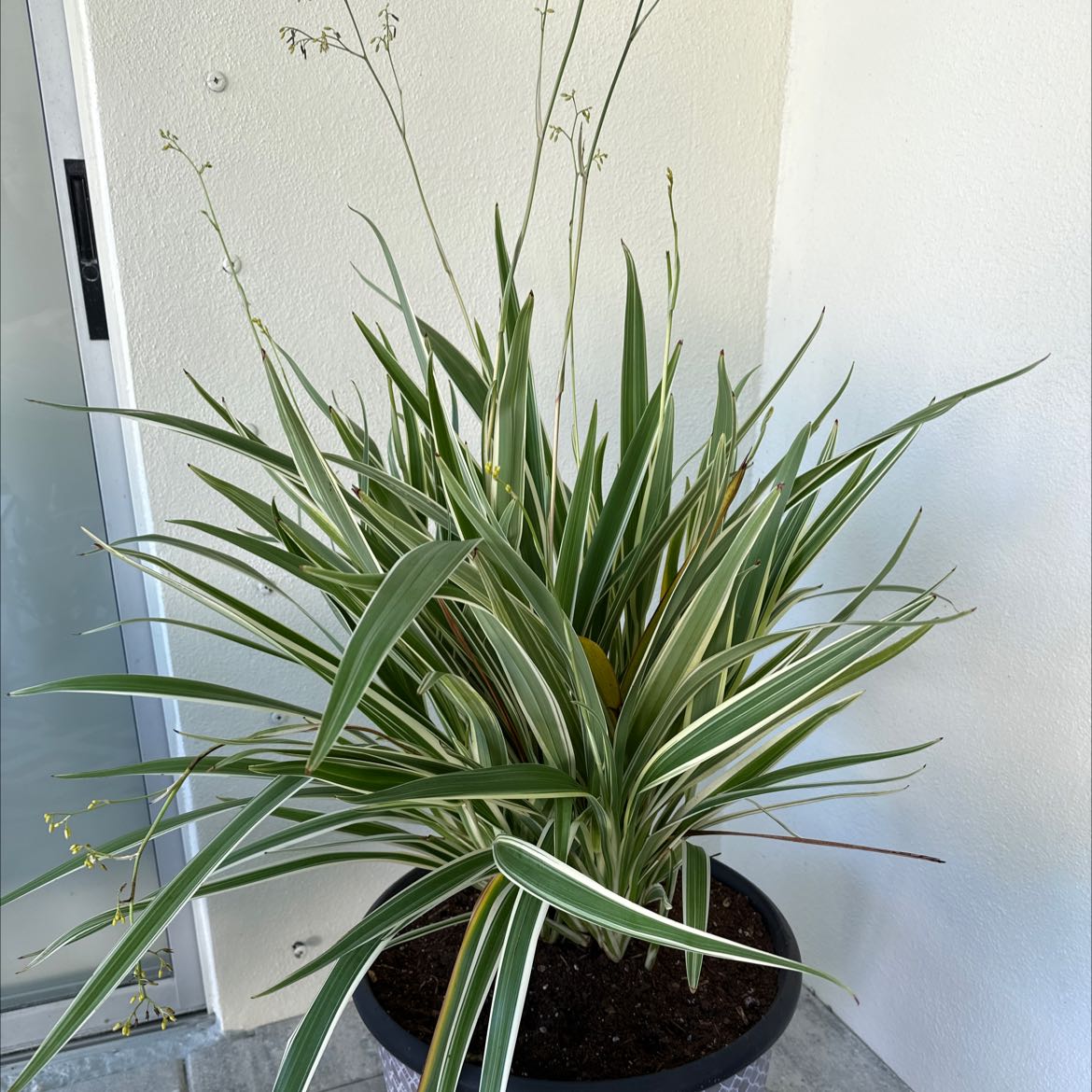 Tasman Flax-Lily plant in a pot with variegated leaves, well-framed and healthy.