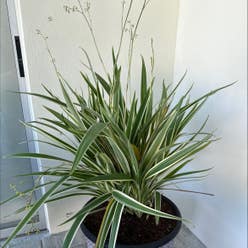 Tasman Flax-Lily plant