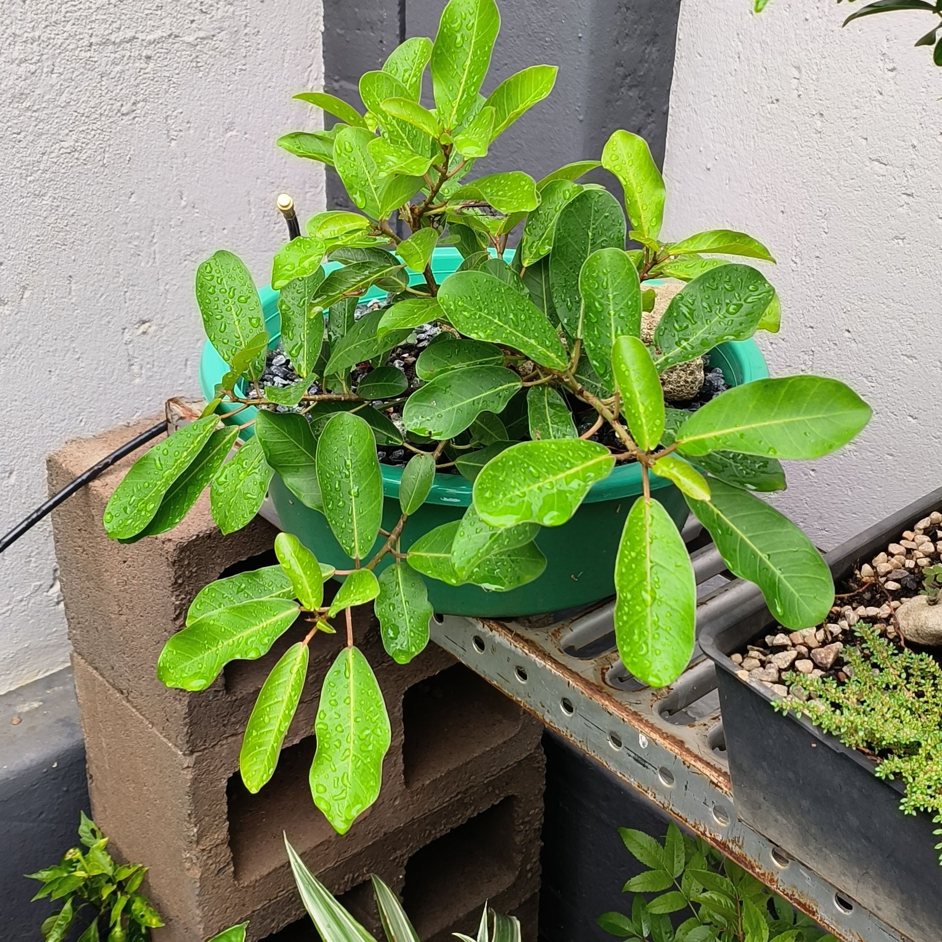 Photo of the plant species Natal Fig by @ShinyCoralbeads named Lensie on Greg, the plant care app