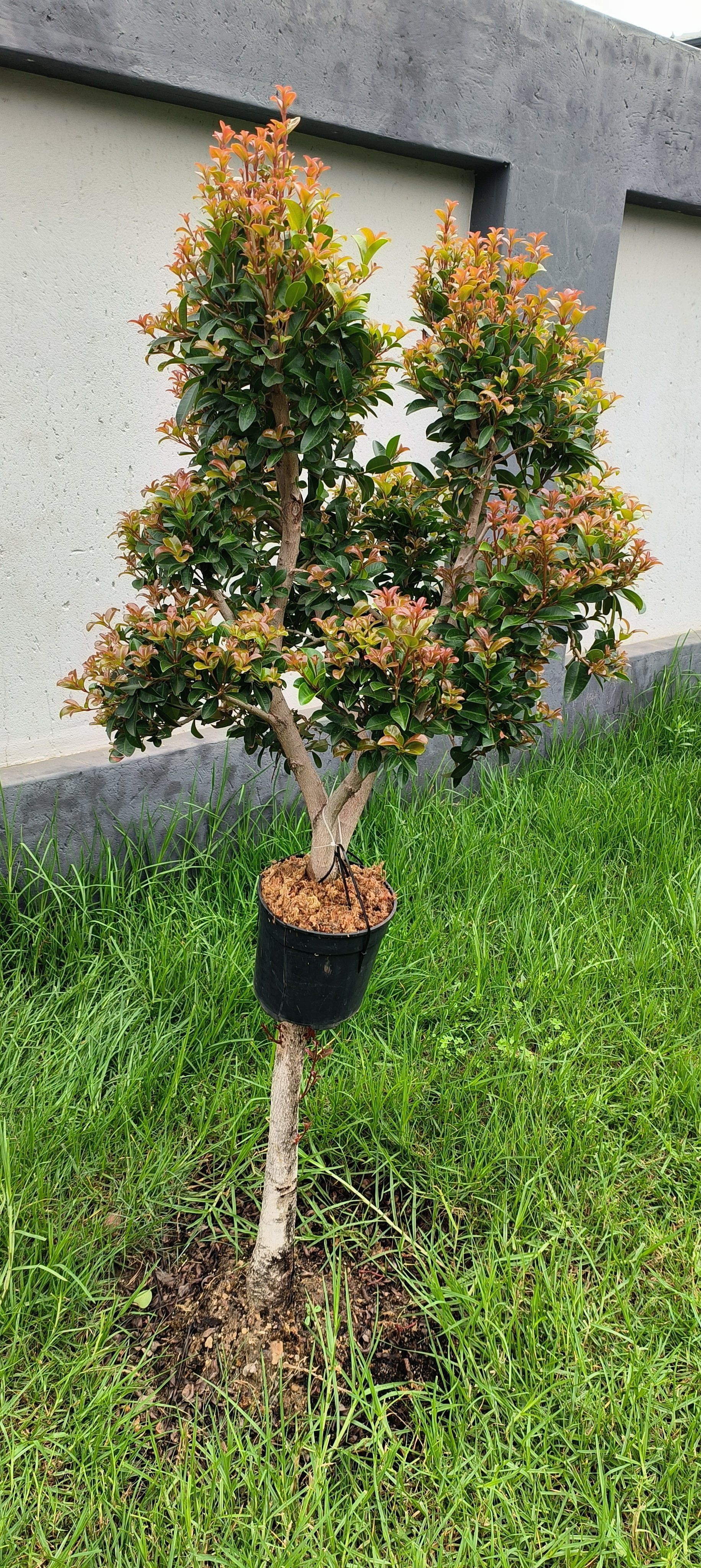 Photo of the plant species Syzygium by @ShinyCoralbeads named Miley on Greg, the plant care app