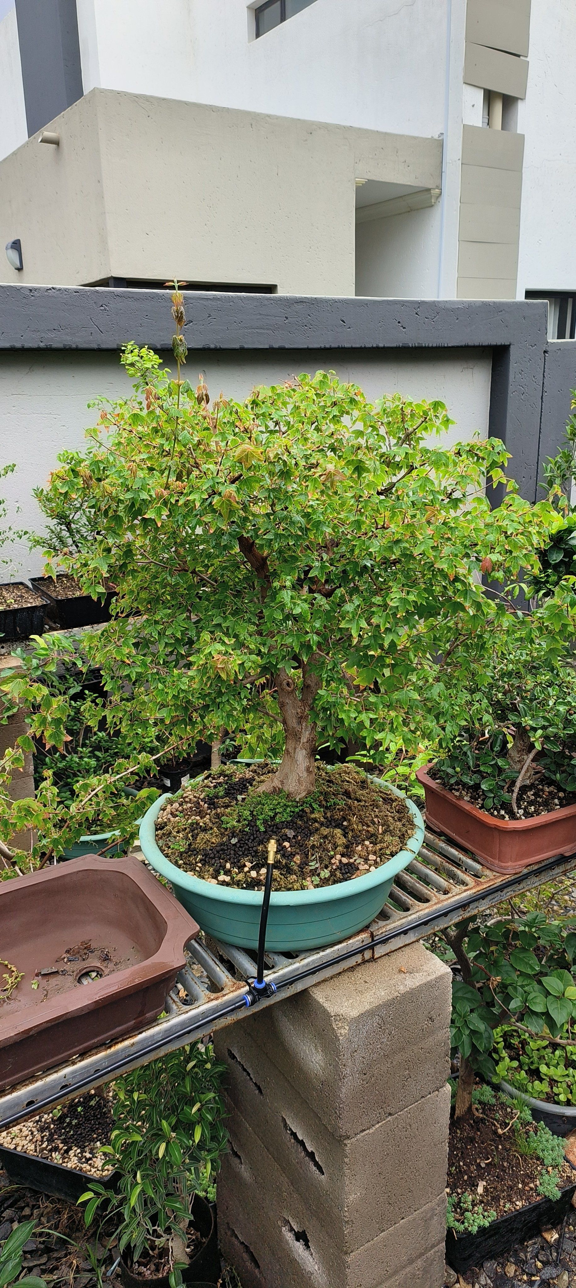 Photo of the plant species Trident maple by @ShinyCoralbeads named Big foot on Greg, the plant care app