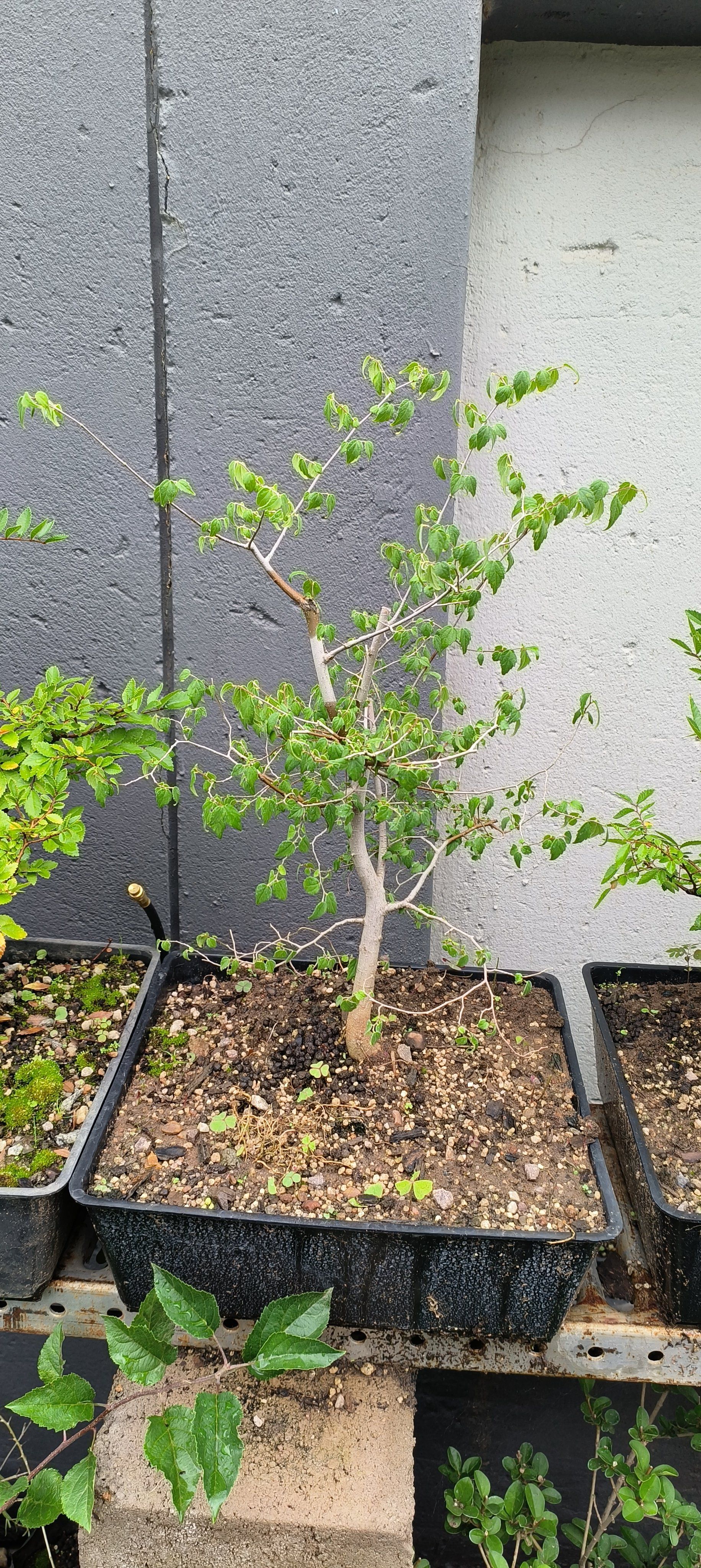 Photo of the plant species White Stinkwood by @ShinyCoralbeads named Terry on Greg, the plant care app