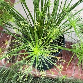 Photo of the plant species Umbrella Papyrus by @CivilGreywillow named Navajo on Greg, the plant care app