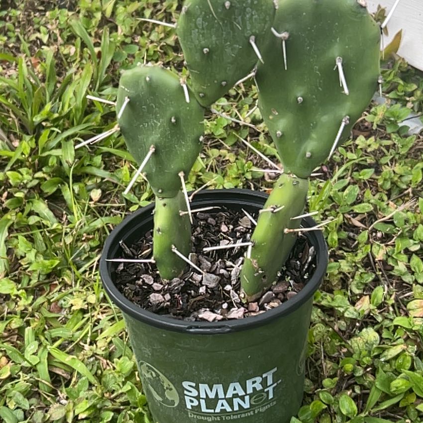Photo of the plant species Quimilo Prickly Pear by @ZingChickenlips named Pricilla on Greg, the plant care app