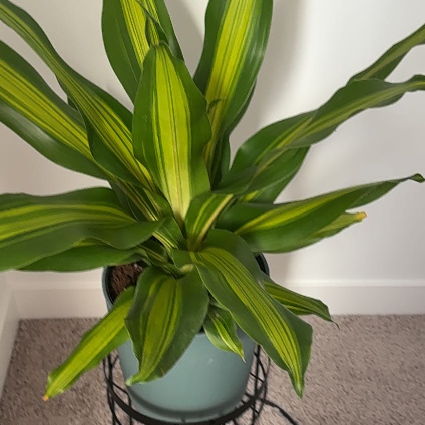 Photo of the plant species Draceana Golden Heart by @ExactSucculent named Lemon Limey on Greg, the plant care app