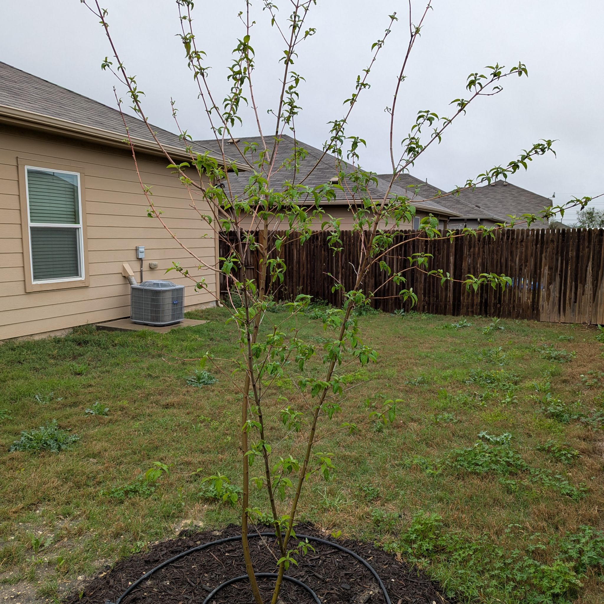 Photo of the plant species Drummond's Dogwood by @w4nderingwild named Mando on Greg, the plant care app