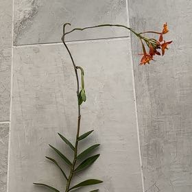 Photo of the plant species Fire Star Orchid by @YiftStinkhorn named Messi on Greg, the plant care app