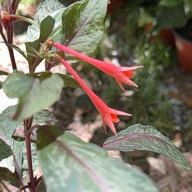 Photo of the plant species Bolivian Fuchsia by @YiftStinkhorn named Bodhi on Greg, the plant care app