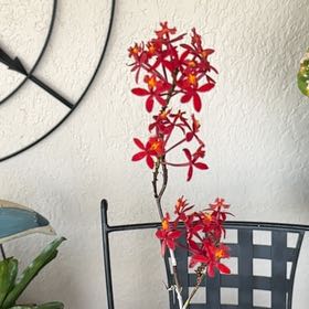 Photo of the plant species Fire Star Orchid by @YiftStinkhorn named Luna on Greg, the plant care app