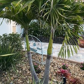 Photo of the plant species Christmas Palm by @YiftStinkhorn named Marilyn on Greg, the plant care app