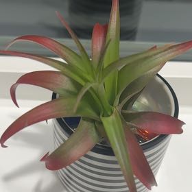 Photo of the plant species Abdita by @DiscreteFuscia named Madonna on Greg, the plant care app