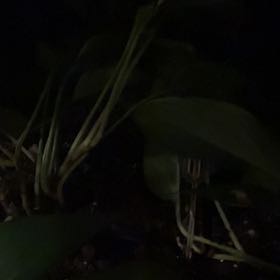 Photo of the plant species Ramsons by @PeakAtlascedar named Denali on Greg, the plant care app