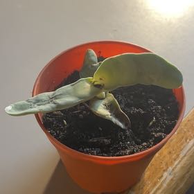 Photo of the plant species succulents by @JazzedCoojong named Kylie on Greg, the plant care app