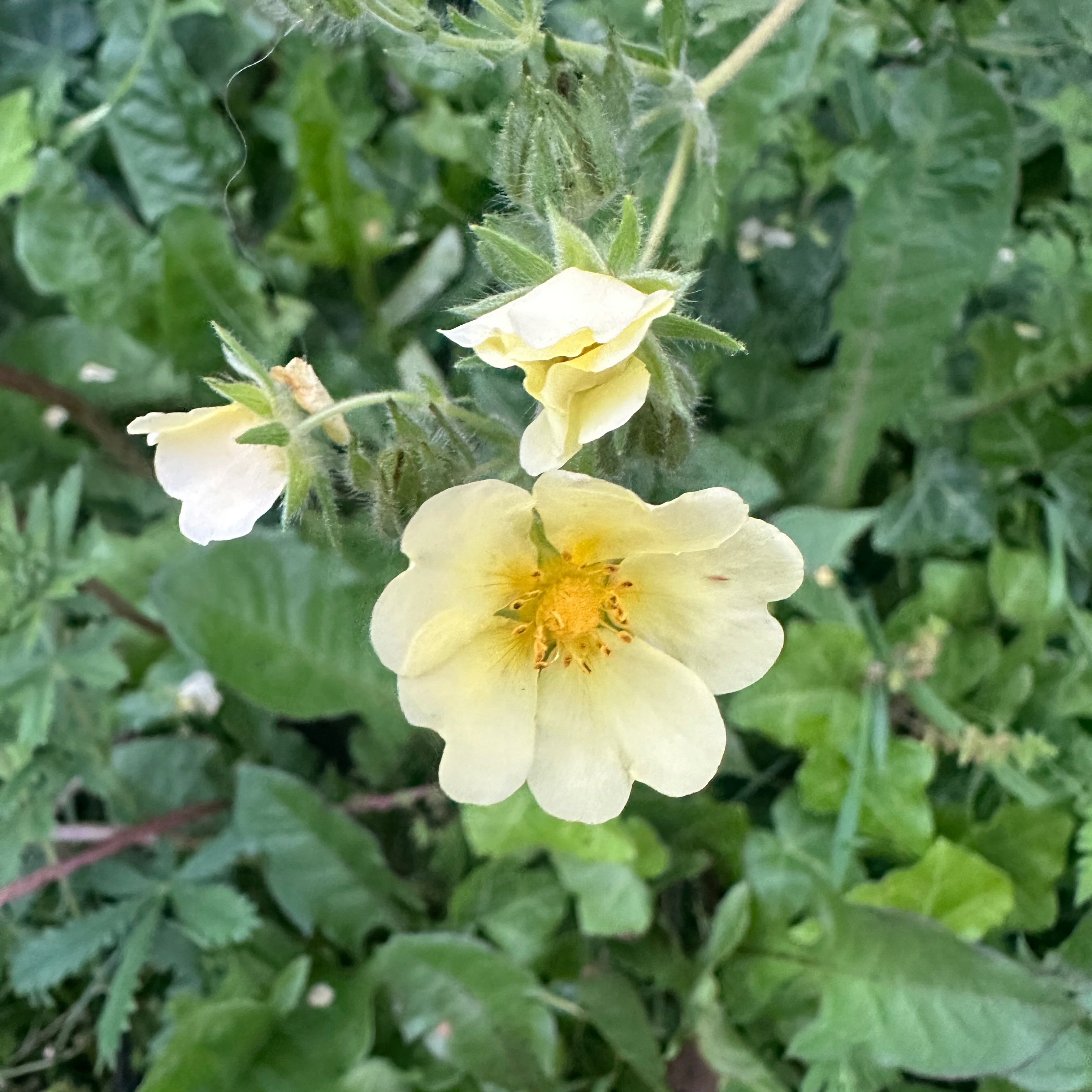 Photo of the plant species Sulphur Cinquefoil by @YeveBeakedrush named Beckham on Greg, the plant care app