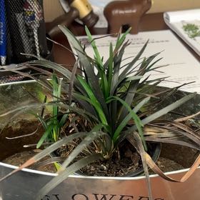 Photo of the plant species Ophiopogon planiscapus by @NimblePeachtree named Apollo on Greg, the plant care app