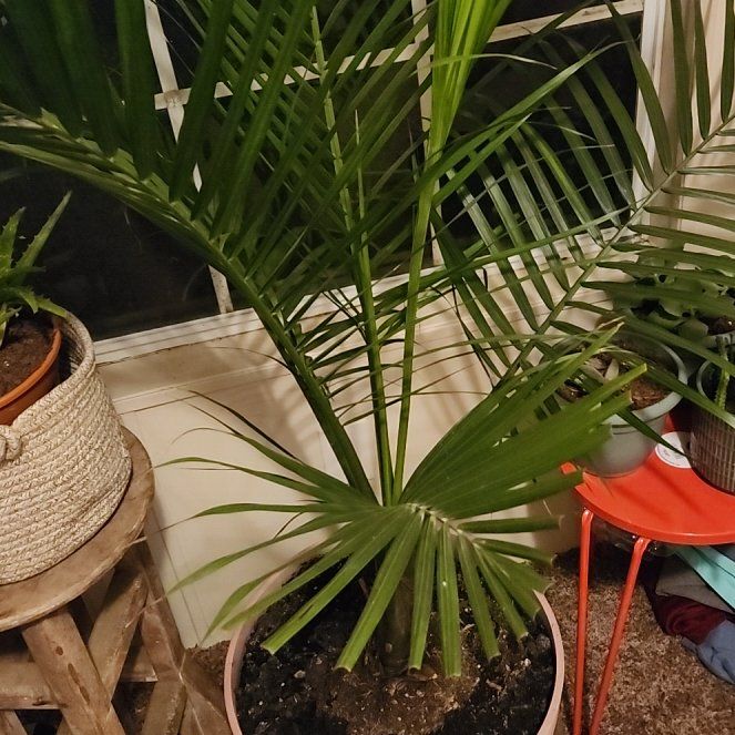 Photo of the plant species Majestic Palm by @ValidSeadragon named Kardashian on Greg, the plant care app