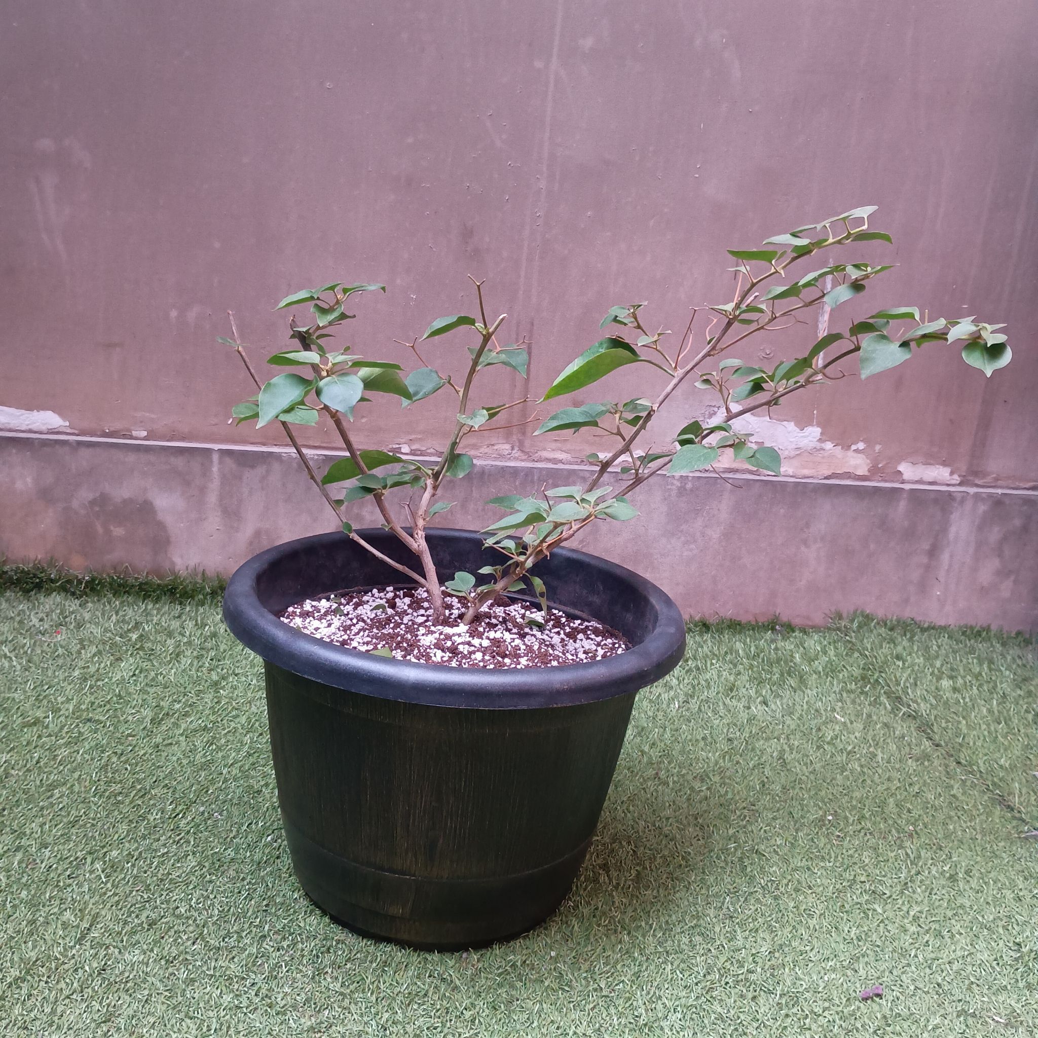 Photo of the plant species Bougainvillea by @TidyCanadaplum named Achilles on Greg, the plant care app