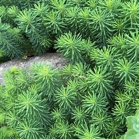 Photo of the plant species Cypress Spurge by @SugarWakerobin named Rosa on Greg, the plant care app