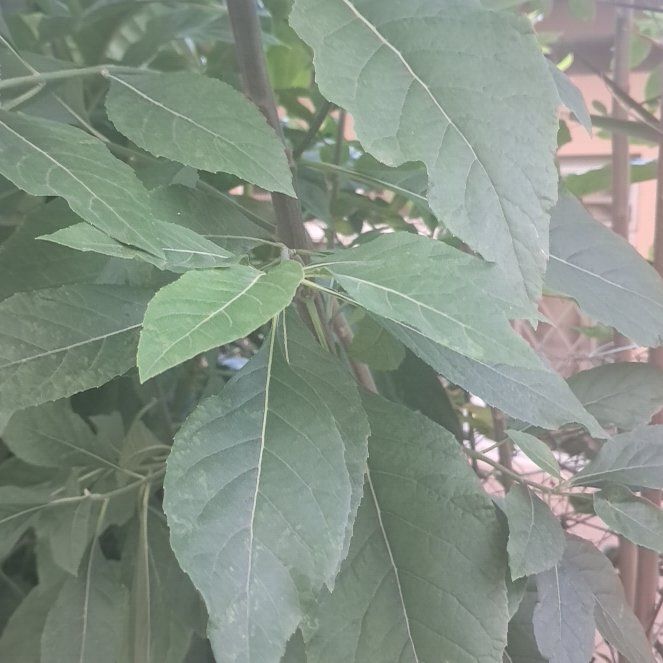 Photo of the plant species Green Ash by @FitKamahi83 named Pax on Greg, the plant care app