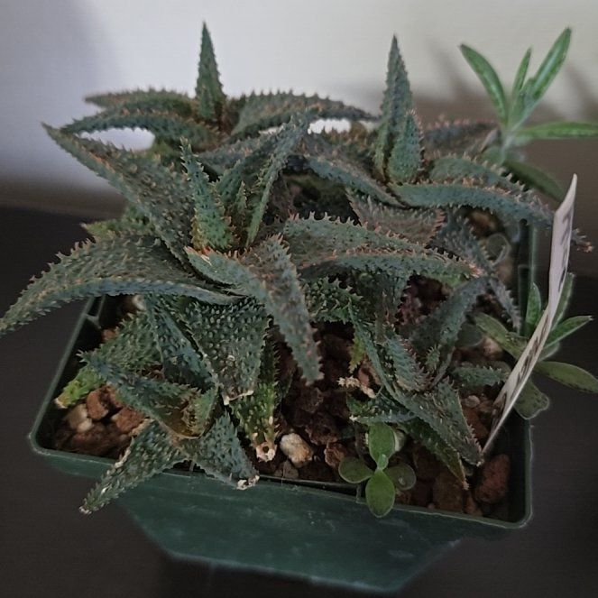 Photo of the plant species Aloe 'Lavender Star' by @ChiefSeaoats31 named Willow on Greg, the plant care app