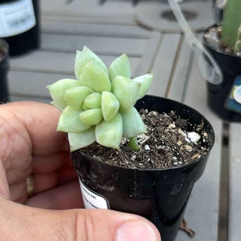 Photo of the plant species SEDEVERIA PERIDOT P by @BonusCorn66 named Xena on Greg, the plant care app