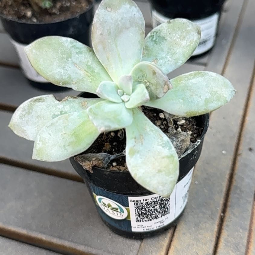 Photo of the plant species Graptopetalum pentandrum 'Superbum' by @BonusCorn66 named Bruce Lee on Greg, the plant care app