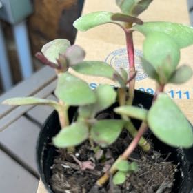 Photo of the plant species Variegated Crassula platyphylla by @BonusCorn66 named Hamilton on Greg, the plant care app
