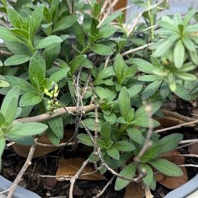 Photo of the plant species Million Bells by @BonusCorn66 named Hemingway on Greg, the plant care app