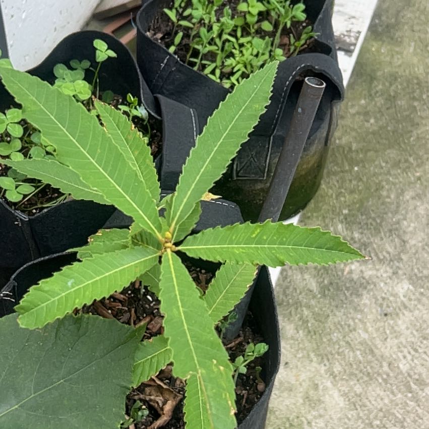 Photo of the plant species Spanish Chestnut by @IdolIllecebrum named Orlando Bloom on Greg, the plant care app