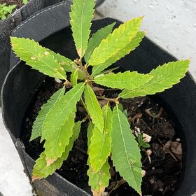Photo of the plant species American Chestnut by @IdolIllecebrum named Aria on Greg, the plant care app