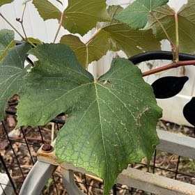 Photo of the plant species Concord Grape by @IdolIllecebrum named Sol on Greg, the plant care app