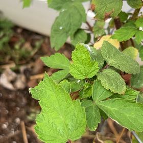 Photo of the plant species Wine Raspberry by @IdolIllecebrum named Bieber on Greg, the plant care app
