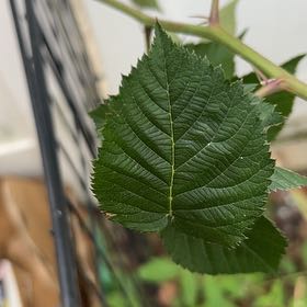 Photo of the plant species Armenian Blackberry by @IdolIllecebrum named Willow on Greg, the plant care app