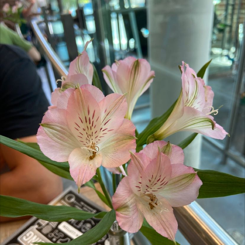 Peruvian-Lily with pink flowers and green leaves, appearing healthy and vibrant.