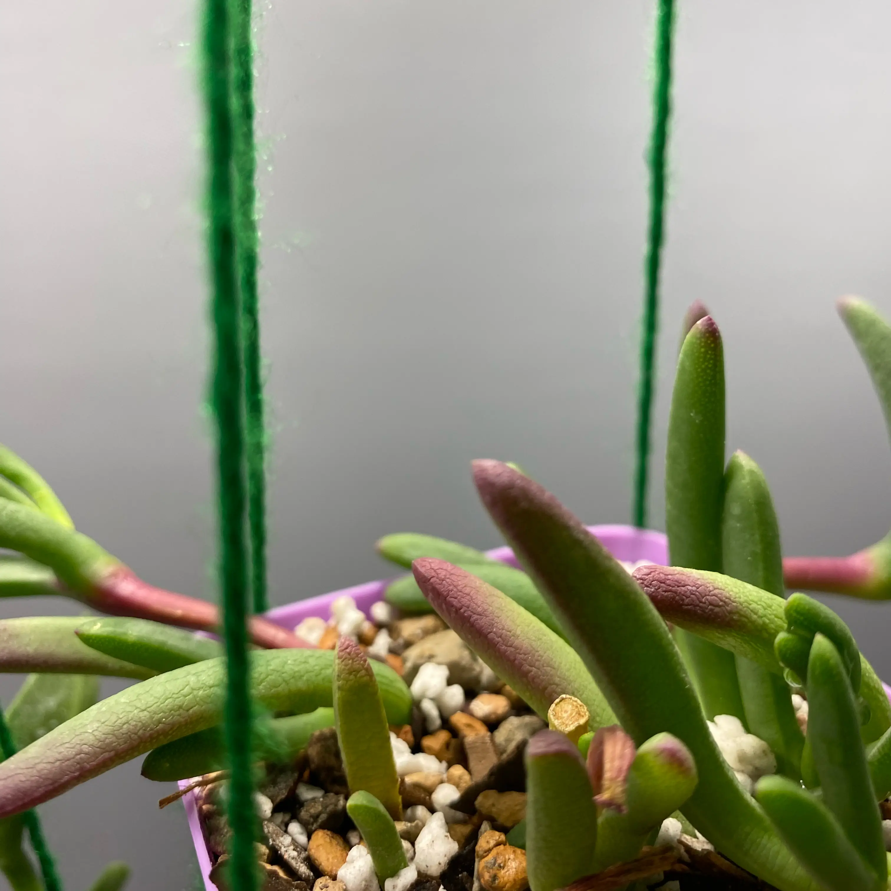 Photo of the plant species Jordaaniella by @Teresa named Kesha on Greg, the plant care app