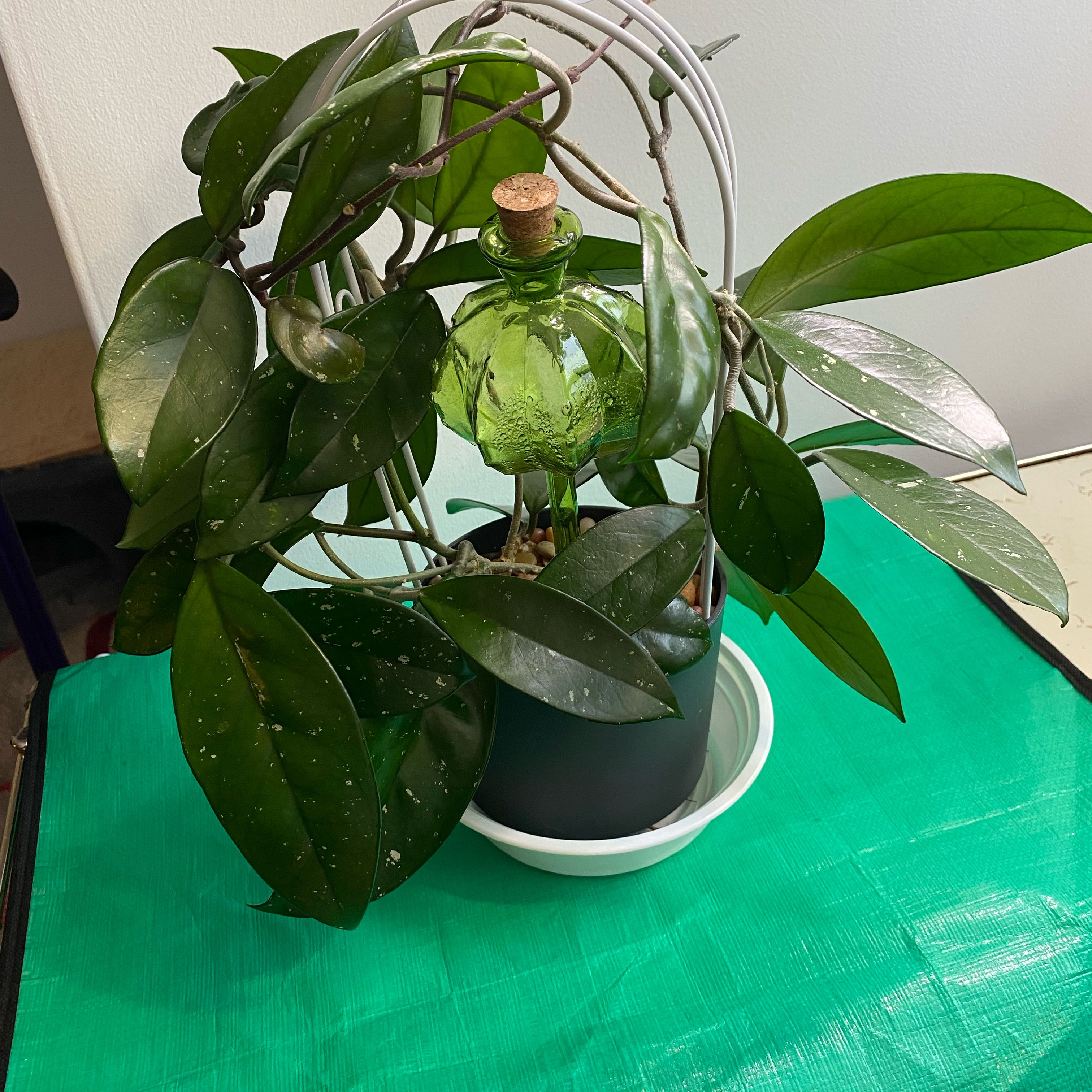Photo of the plant species Hoya purpureofusca by @Teresa named LiloStitch on Greg, the plant care app