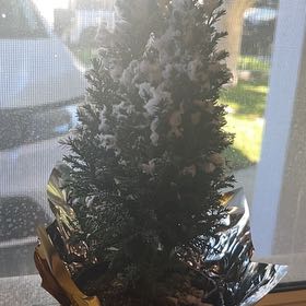 Photo of the plant species Monterey Cypress 'Ellwoodii' by @FunnyHedgemaple named Orlando Bloom on Greg, the plant care app