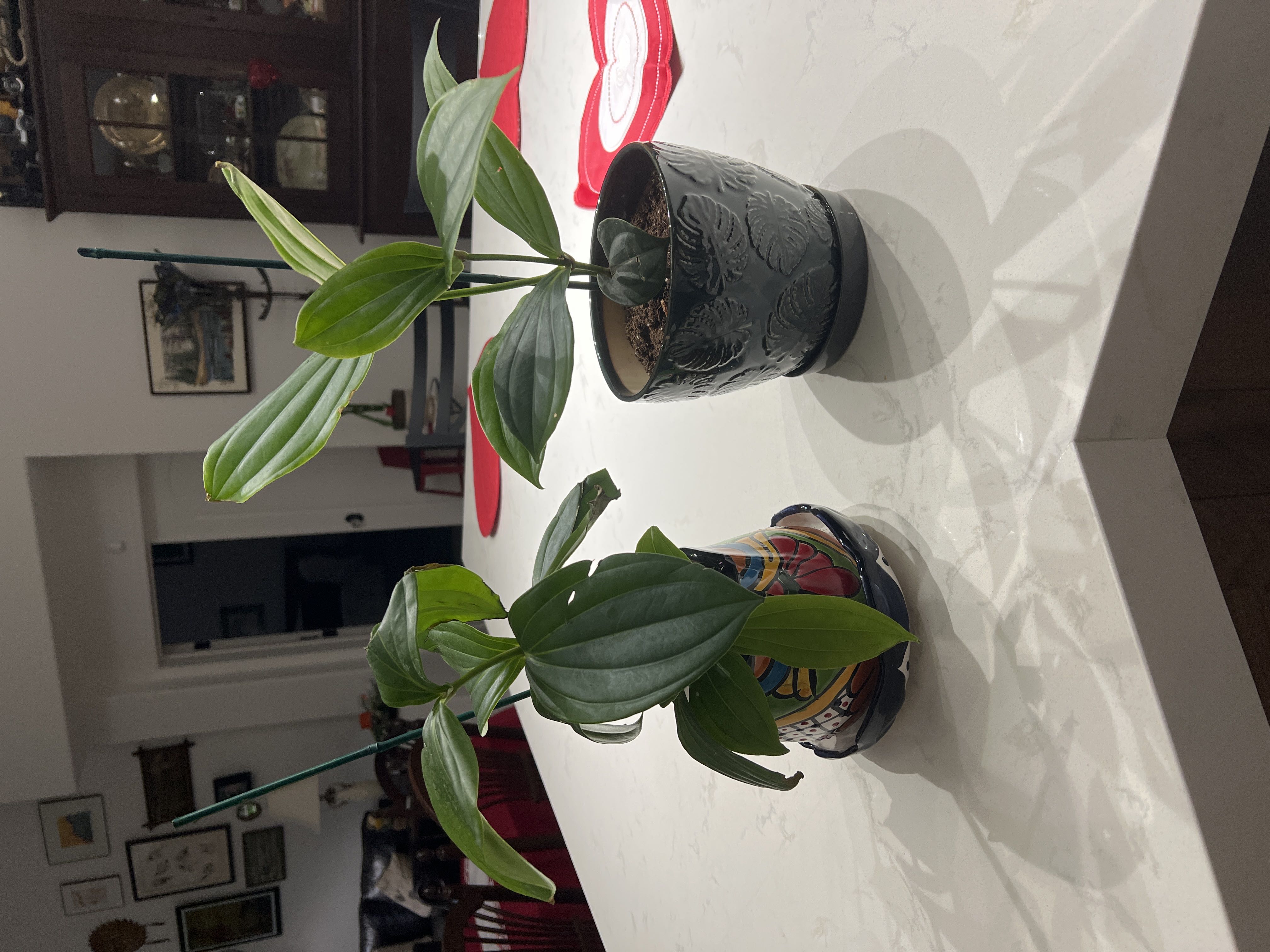 Photo from the post