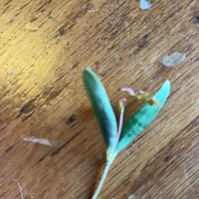 Photo of the plant species Spring Draba by @DearFanpalm85 named Sanders on Greg, the plant care app