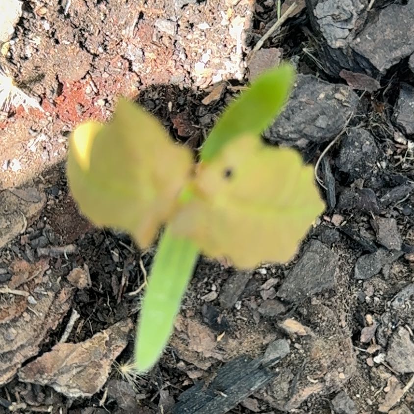 Photo of the plant species Common Yellow Monkeyflower by @DearFanpalm85 named Homer on Greg, the plant care app