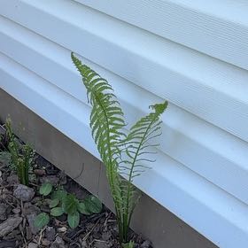 Photo of the plant species Matteuccia by @DearFanpalm85 named Coco on Greg, the plant care app