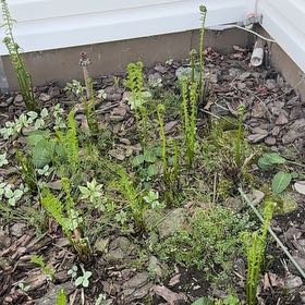Photo of the plant species Matteuccia by @DearFanpalm85 named Achilles on Greg, the plant care app